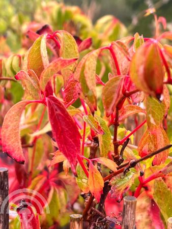 Parthenocissus quinq. 'Engelmannii'