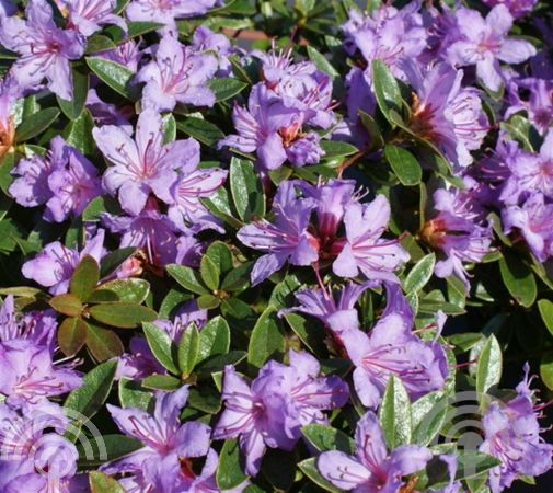 Rhododendron 'Moerheim'