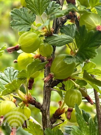 Ribes uva-crispa Tatjan