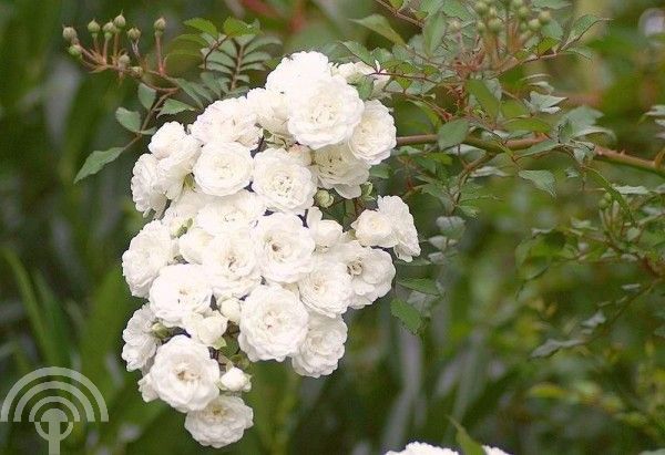 Rosa (P) 'Crystal Fairy'