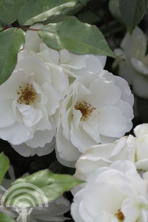 Rosa (F) 'Schneewittchen'®