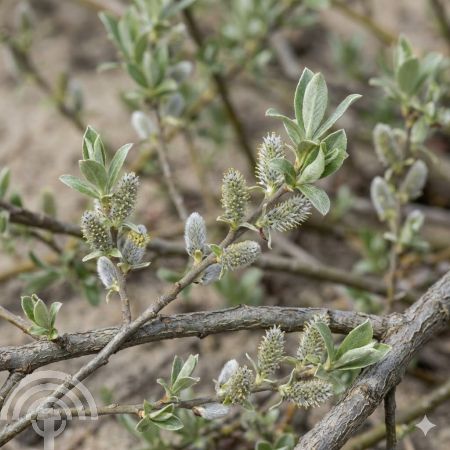 Salix repens