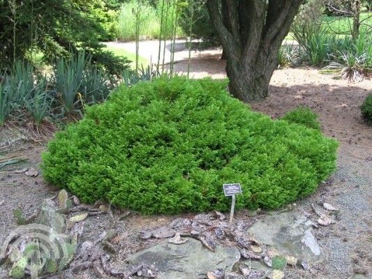 Thujopsis dolabrata 'Nana'